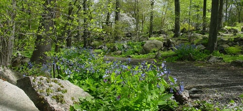 Native plants in CT